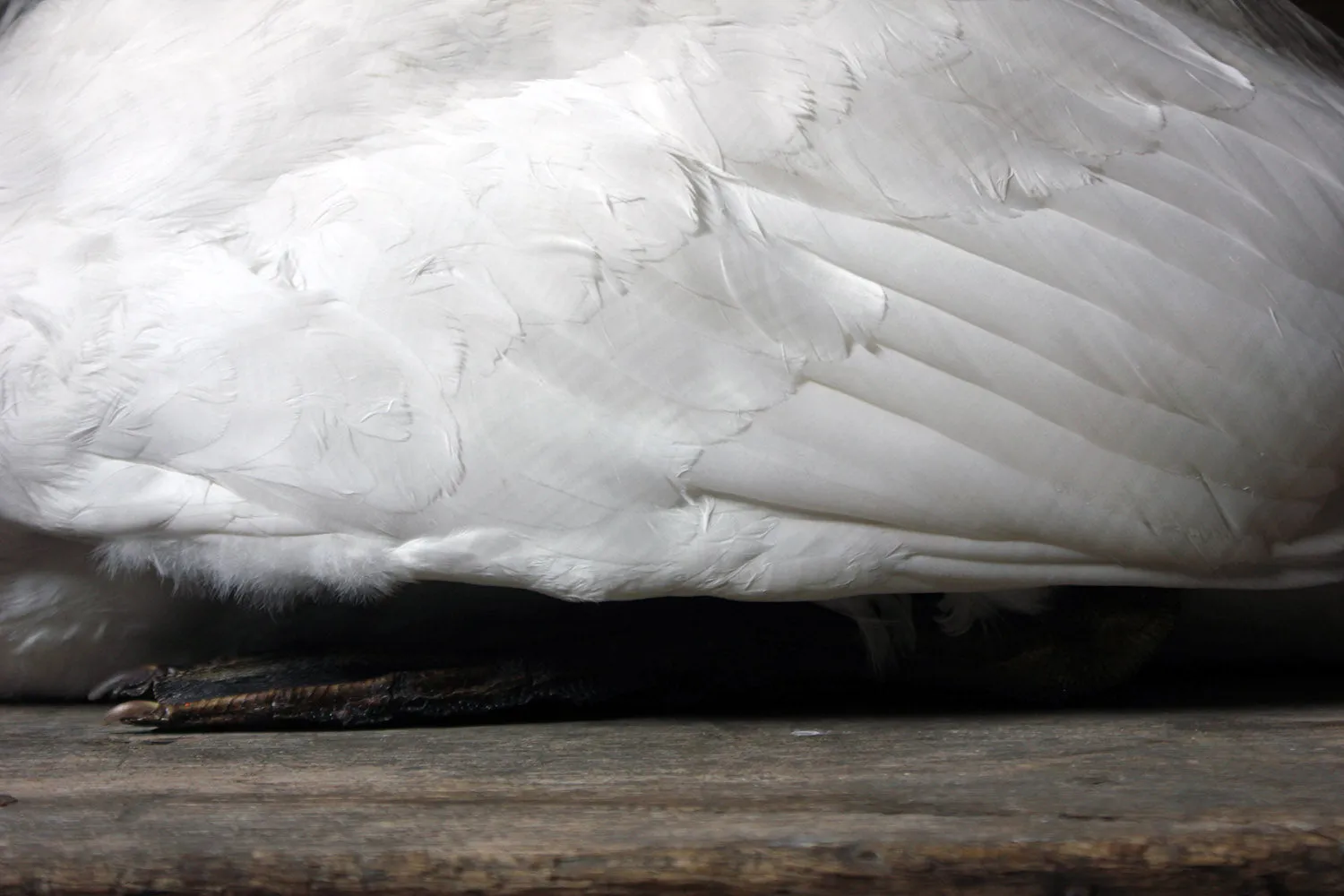 A Large Mature 20thC Taxidermy Mute Swan