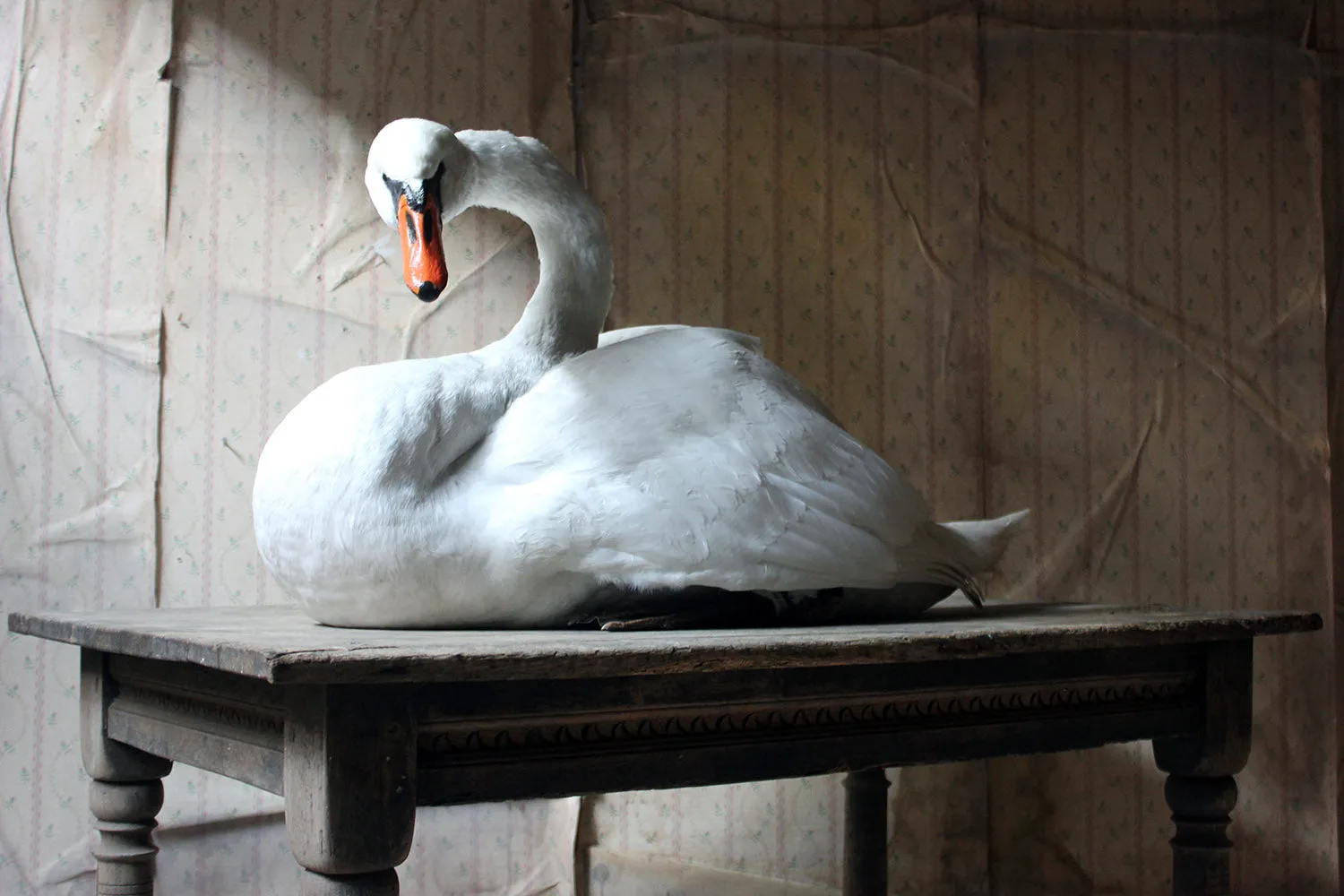 A Large Mature 20thC Taxidermy Mute Swan