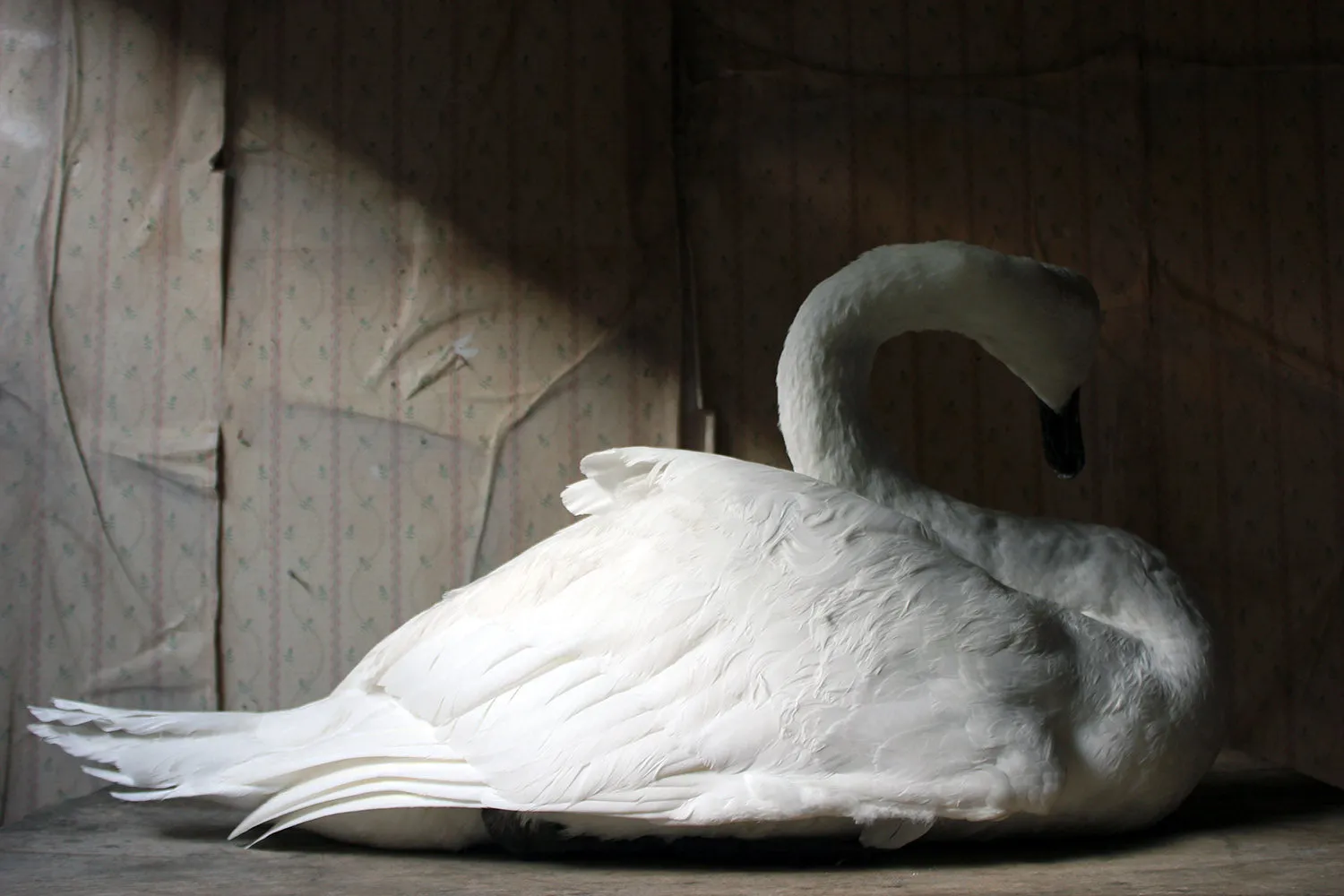 A Large Mature 20thC Taxidermy Mute Swan