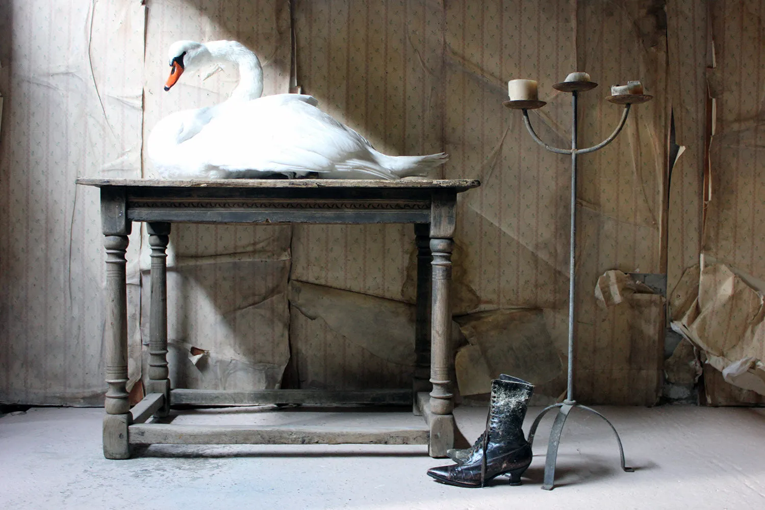 A Large Mature 20thC Taxidermy Mute Swan
