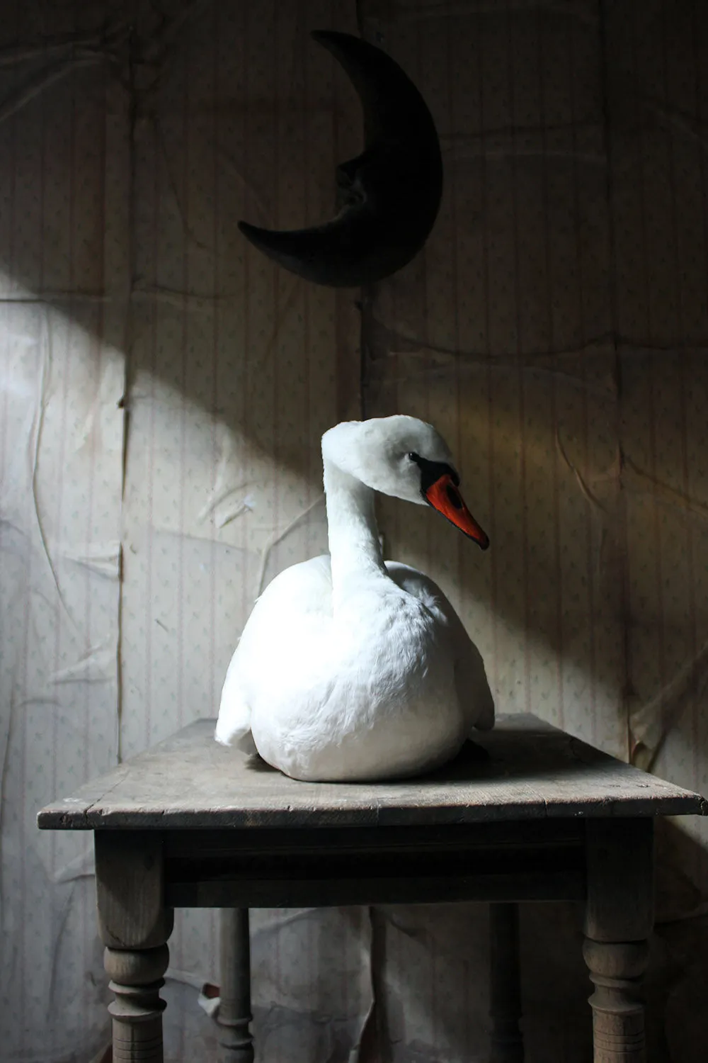 A Large Mature 20thC Taxidermy Mute Swan