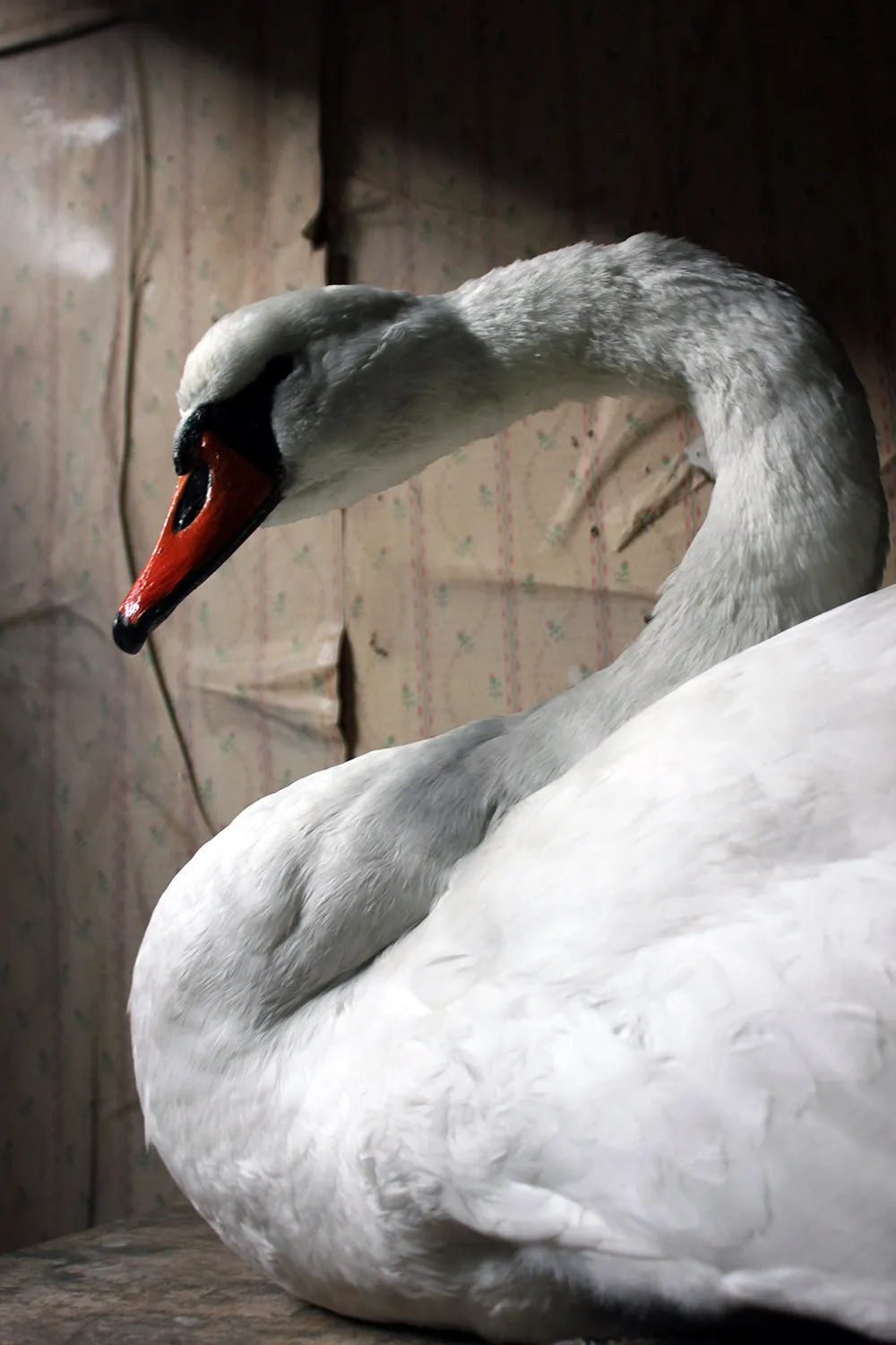 A Large Mature 20thC Taxidermy Mute Swan