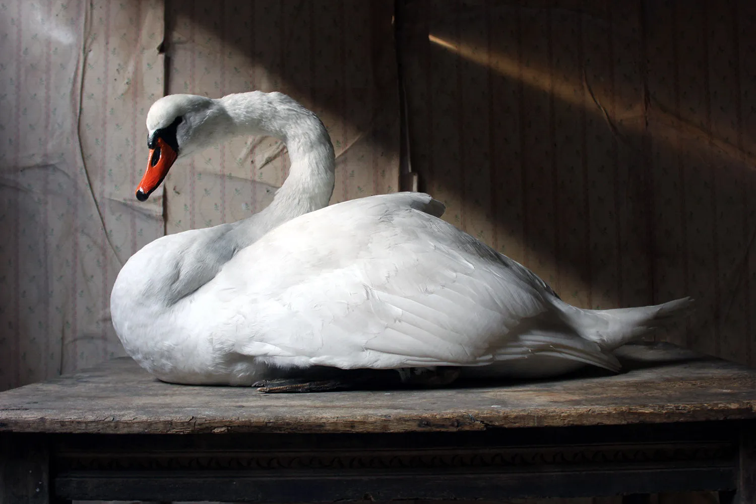A Large Mature 20thC Taxidermy Mute Swan