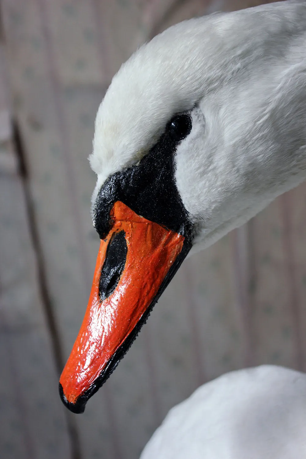 A Large Mature 20thC Taxidermy Mute Swan