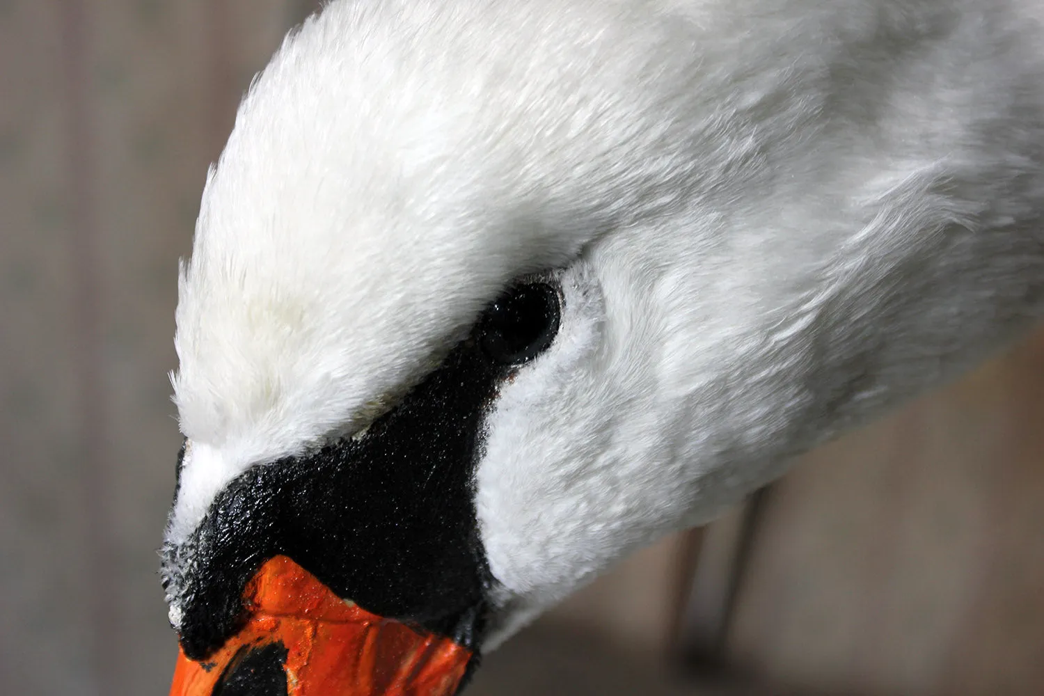 A Large Mature 20thC Taxidermy Mute Swan