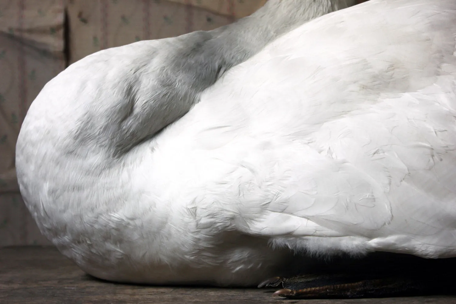 A Large Mature 20thC Taxidermy Mute Swan