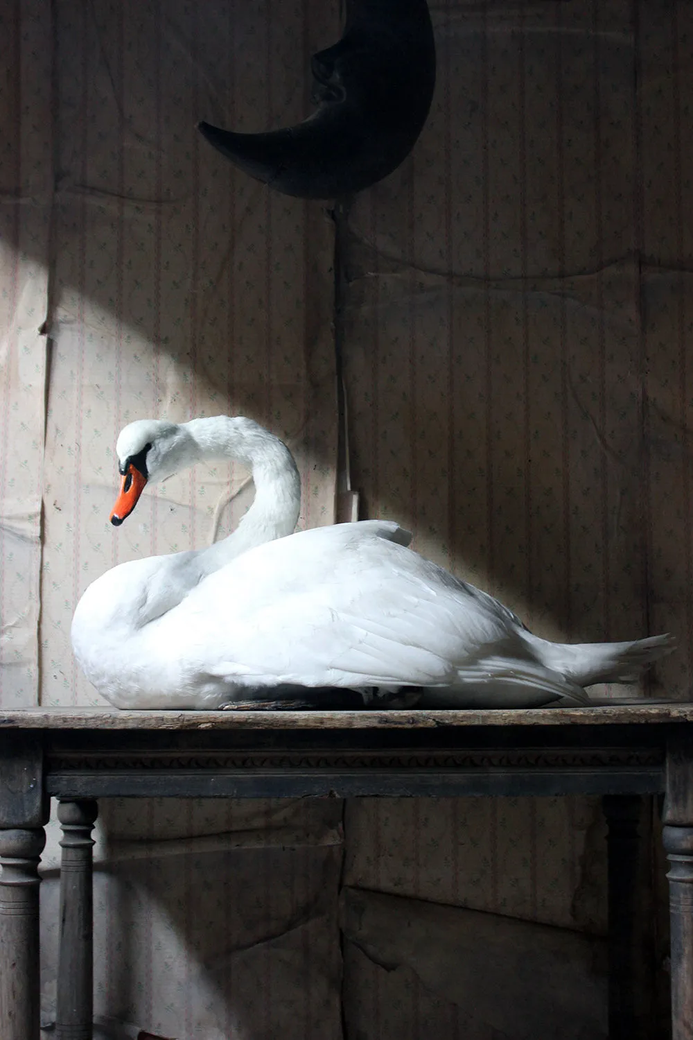 A Large Mature 20thC Taxidermy Mute Swan
