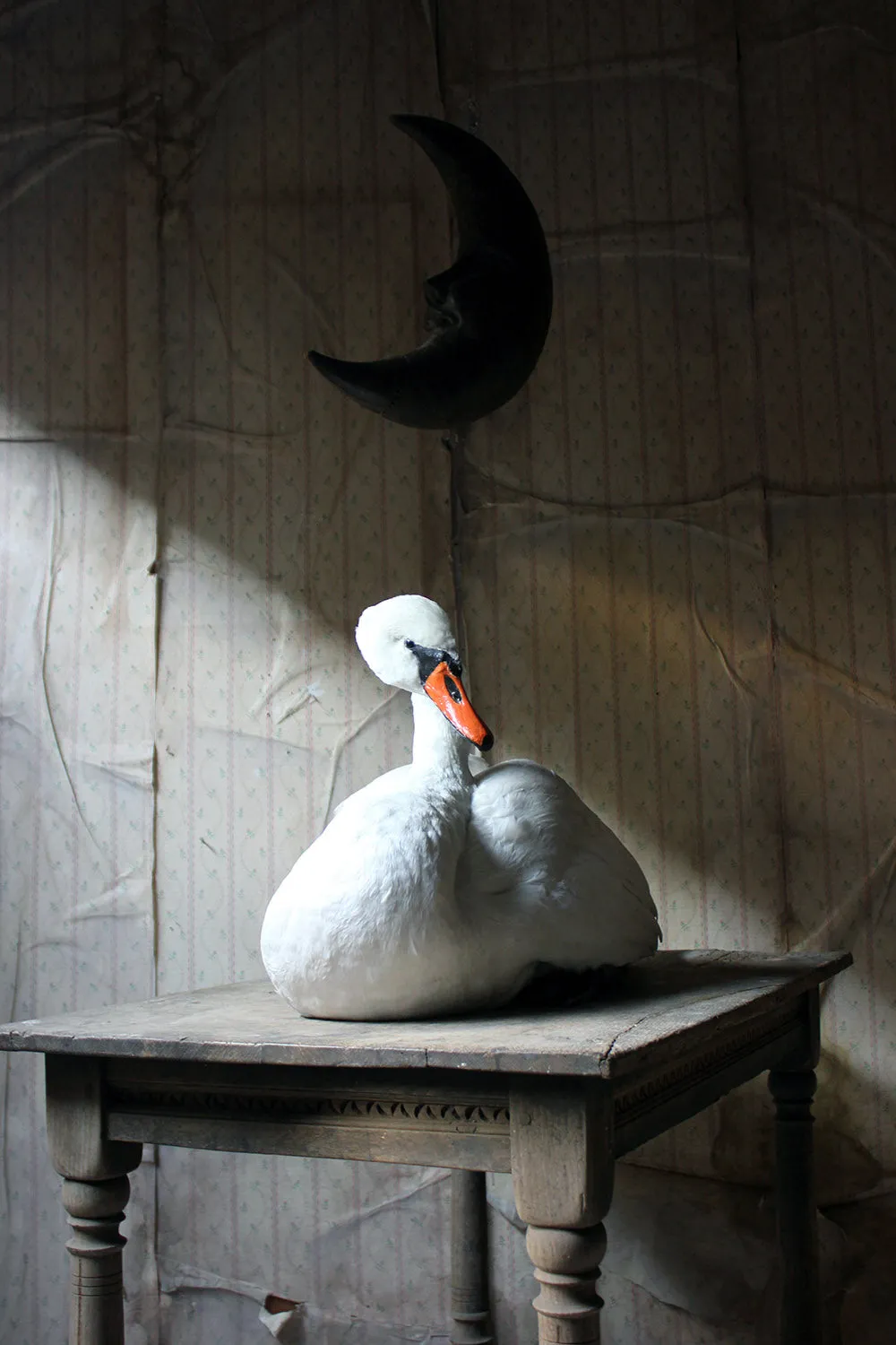A Large Mature 20thC Taxidermy Mute Swan