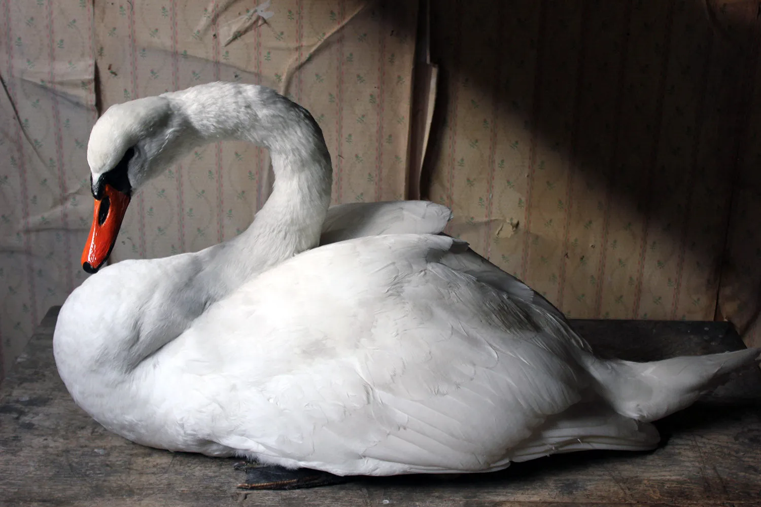 A Large Mature 20thC Taxidermy Mute Swan