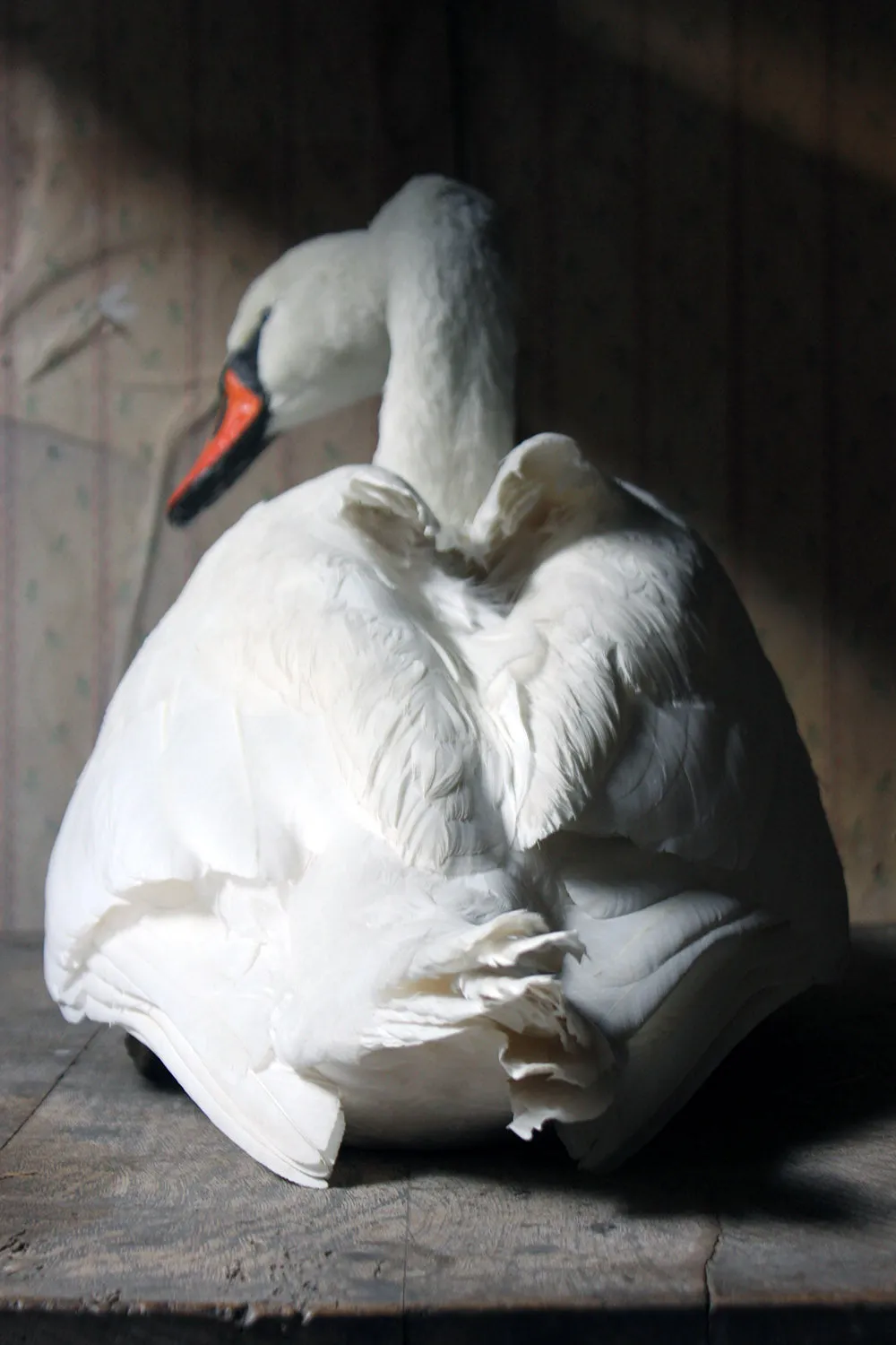A Large Mature 20thC Taxidermy Mute Swan