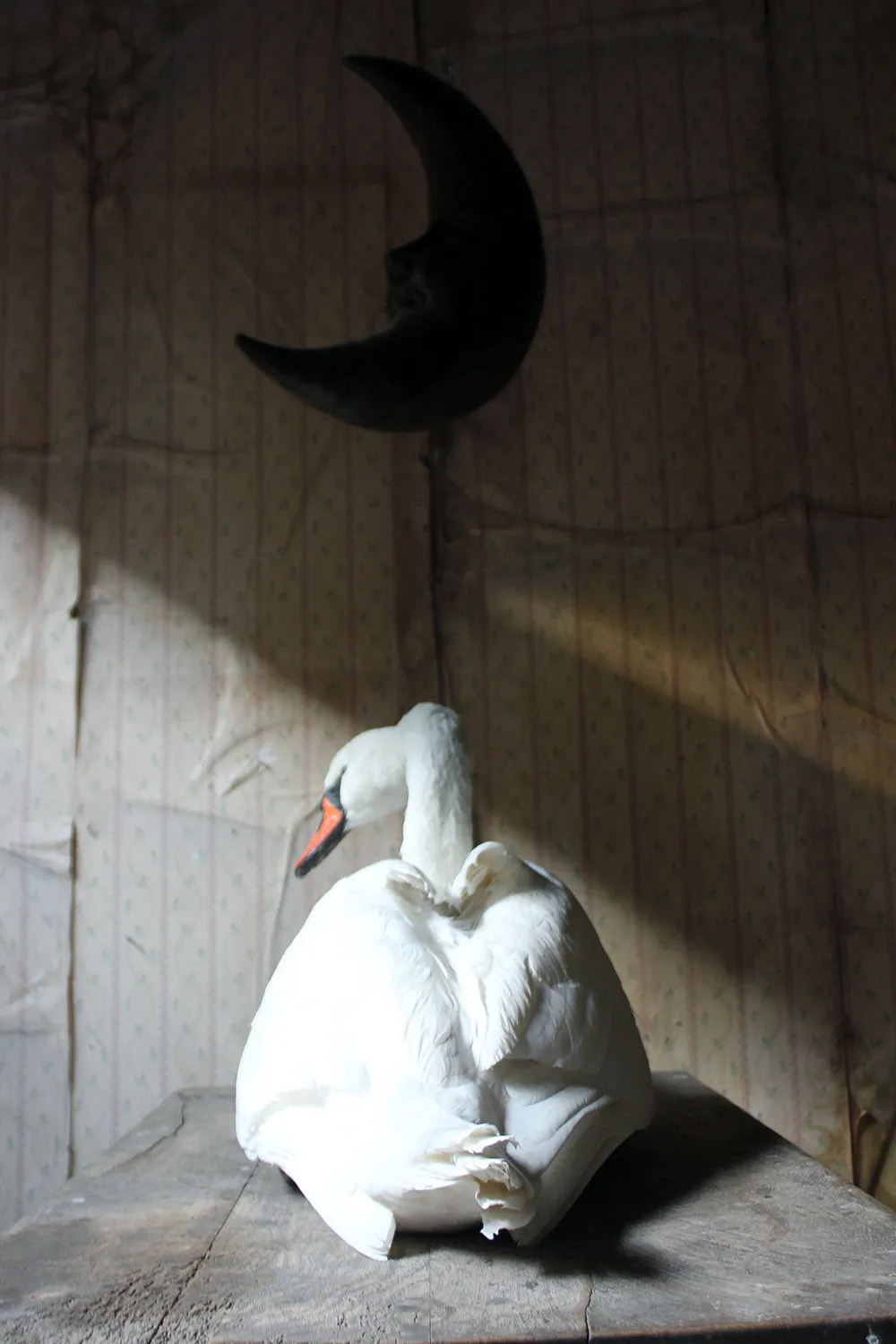A Large Mature 20thC Taxidermy Mute Swan