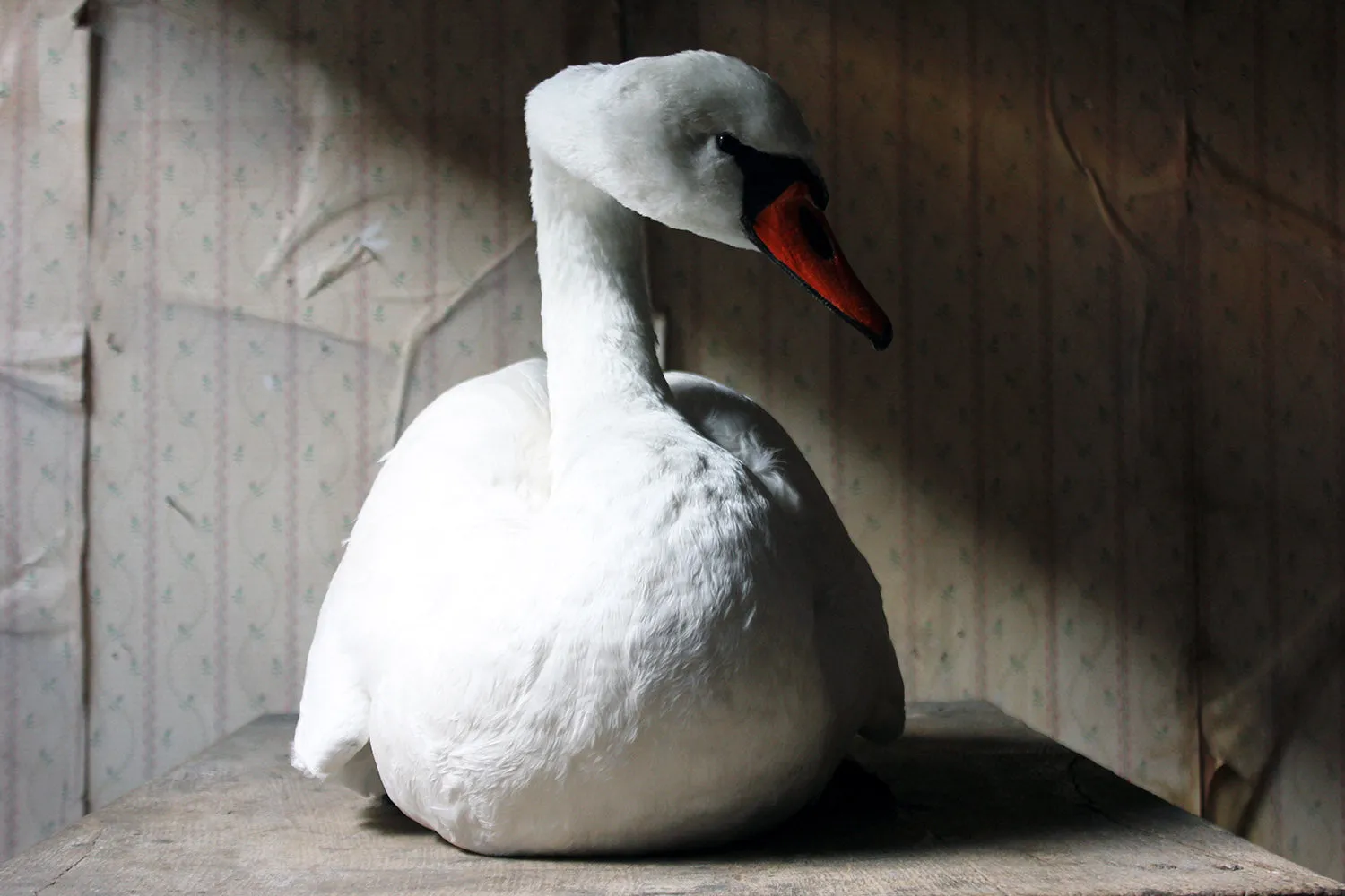 A Large Mature 20thC Taxidermy Mute Swan