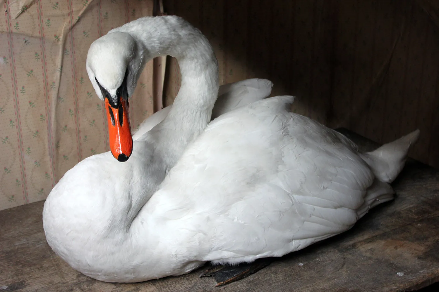 A Large Mature 20thC Taxidermy Mute Swan