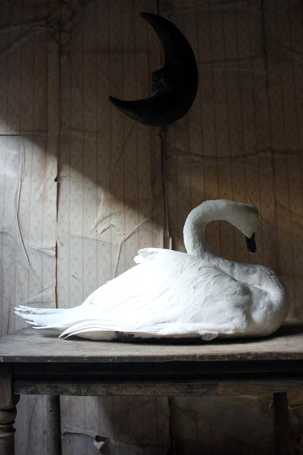 A Large Mature 20thC Taxidermy Mute Swan