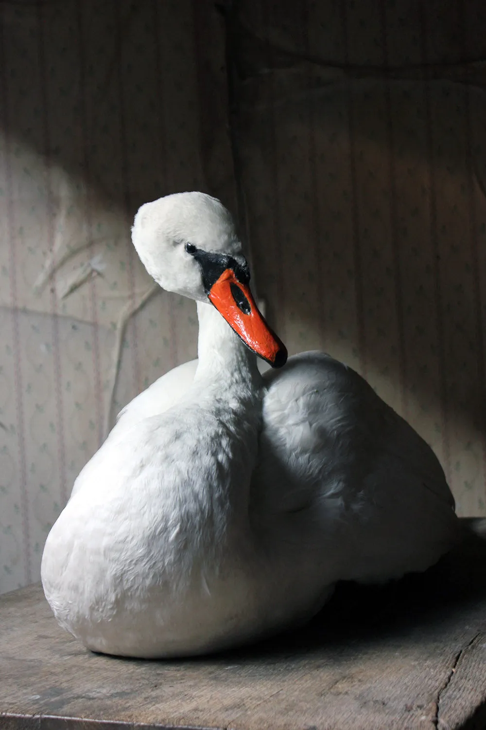 A Large Mature 20thC Taxidermy Mute Swan