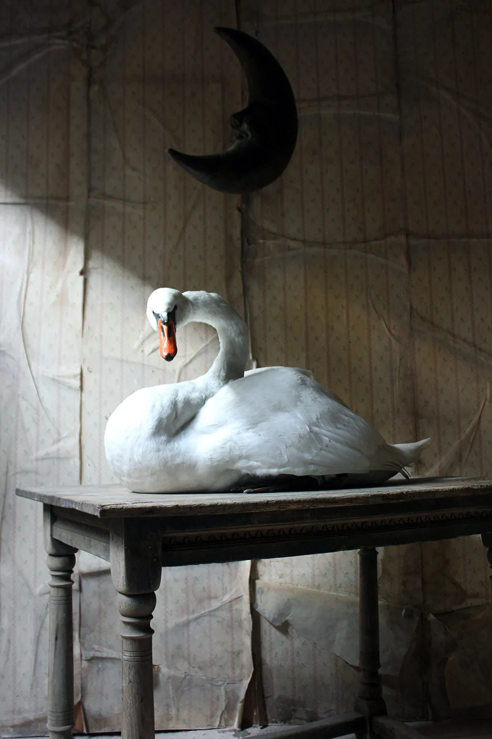 A Large Mature 20thC Taxidermy Mute Swan