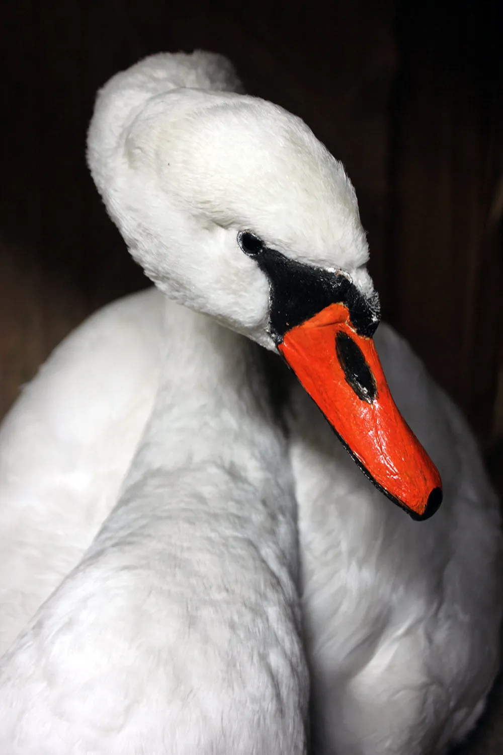 A Large Mature 20thC Taxidermy Mute Swan