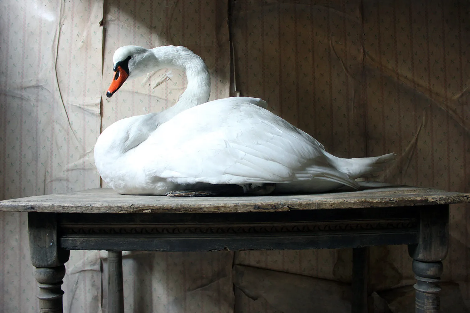 A Large Mature 20thC Taxidermy Mute Swan