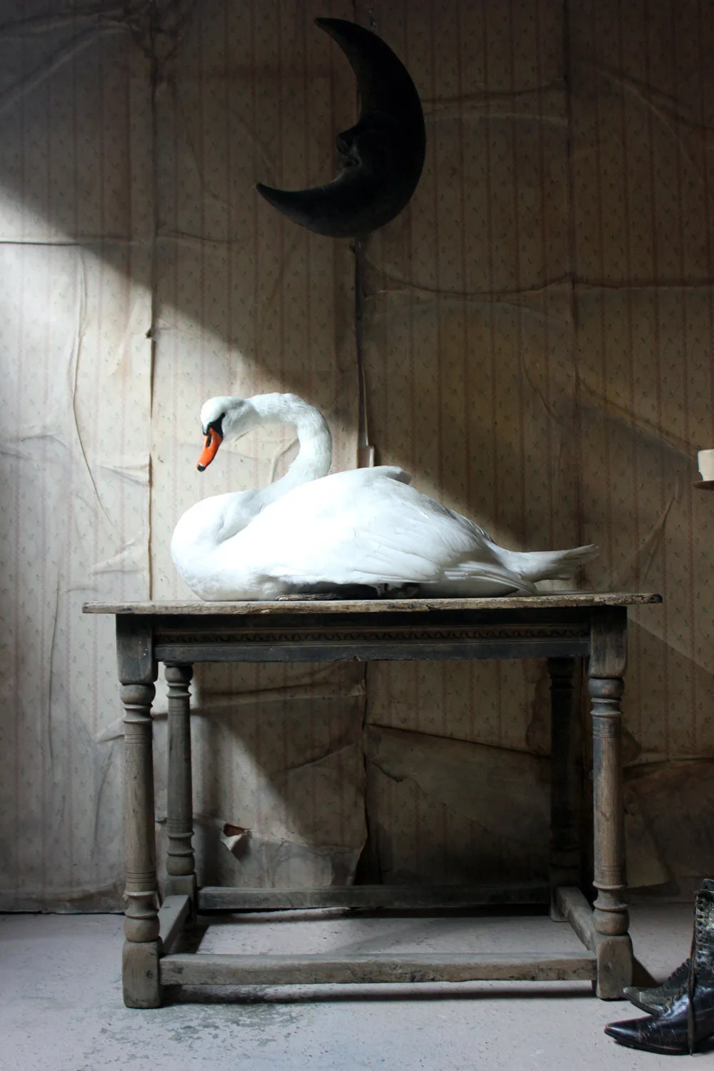 A Large Mature 20thC Taxidermy Mute Swan