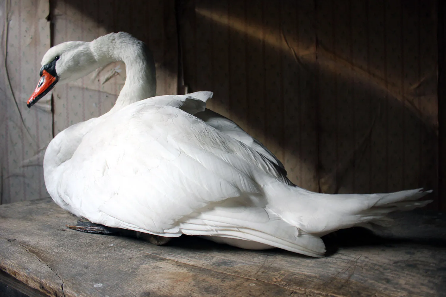A Large Mature 20thC Taxidermy Mute Swan