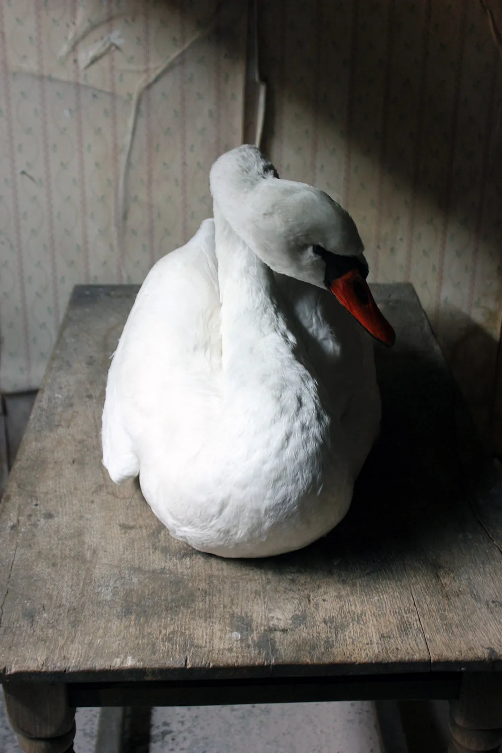 A Large Mature 20thC Taxidermy Mute Swan