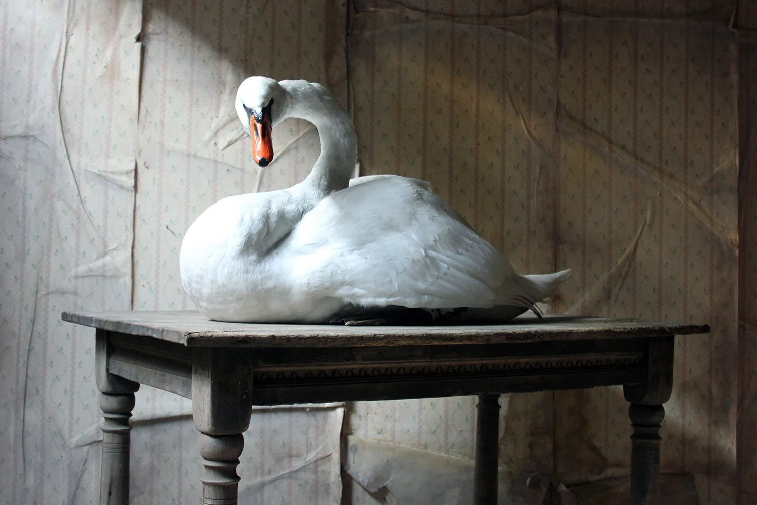 A Large Mature 20thC Taxidermy Mute Swan