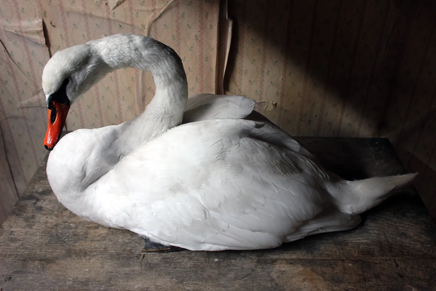 A Large Mature 20thC Taxidermy Mute Swan