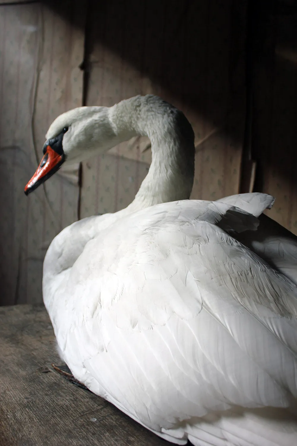 A Large Mature 20thC Taxidermy Mute Swan