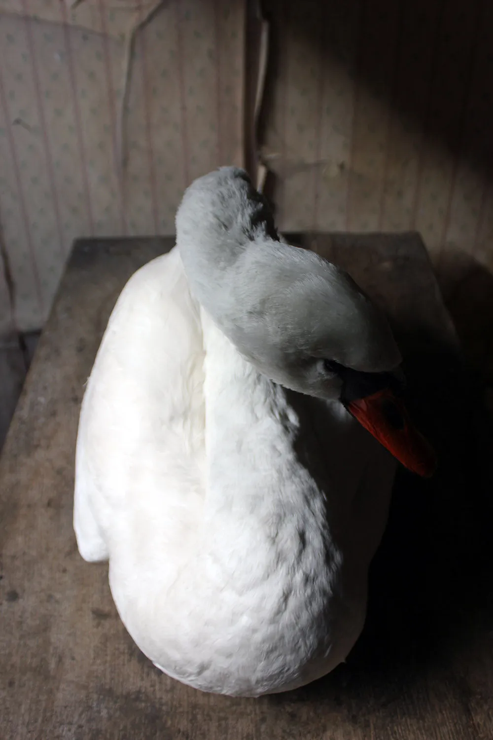 A Large Mature 20thC Taxidermy Mute Swan