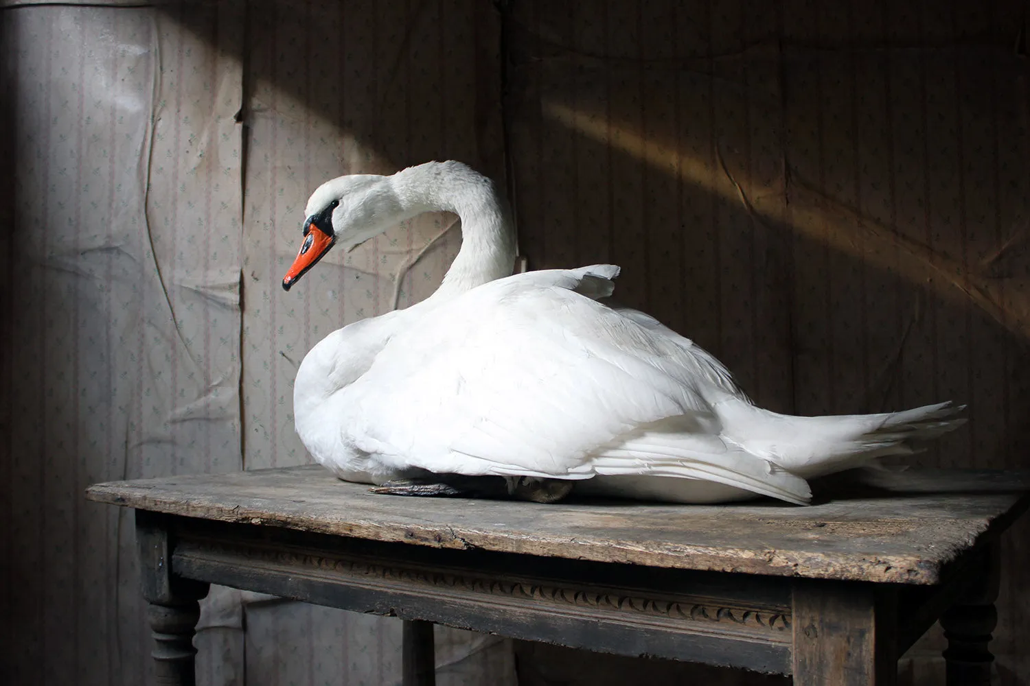 A Large Mature 20thC Taxidermy Mute Swan
