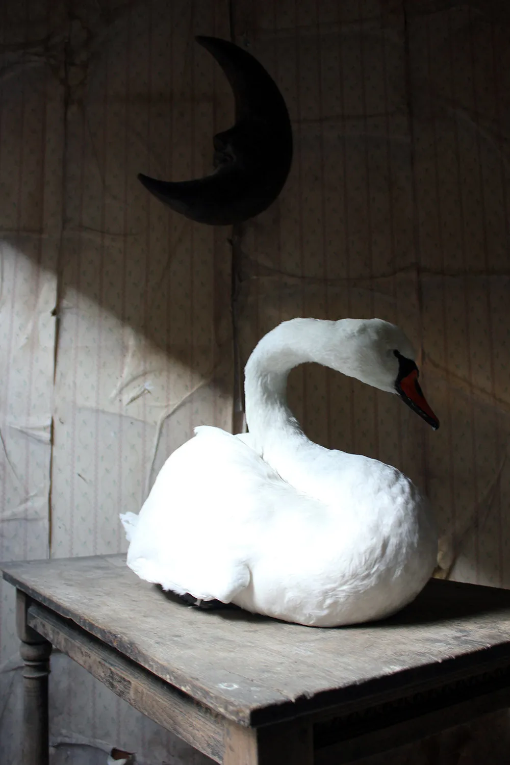 A Large Mature 20thC Taxidermy Mute Swan