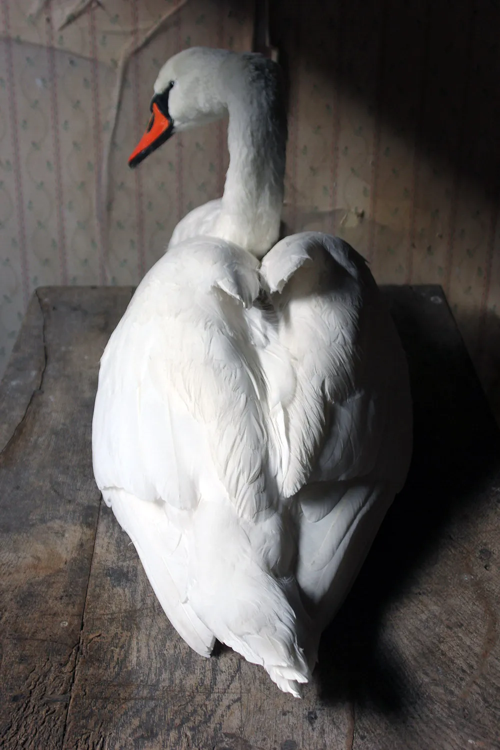 A Large Mature 20thC Taxidermy Mute Swan