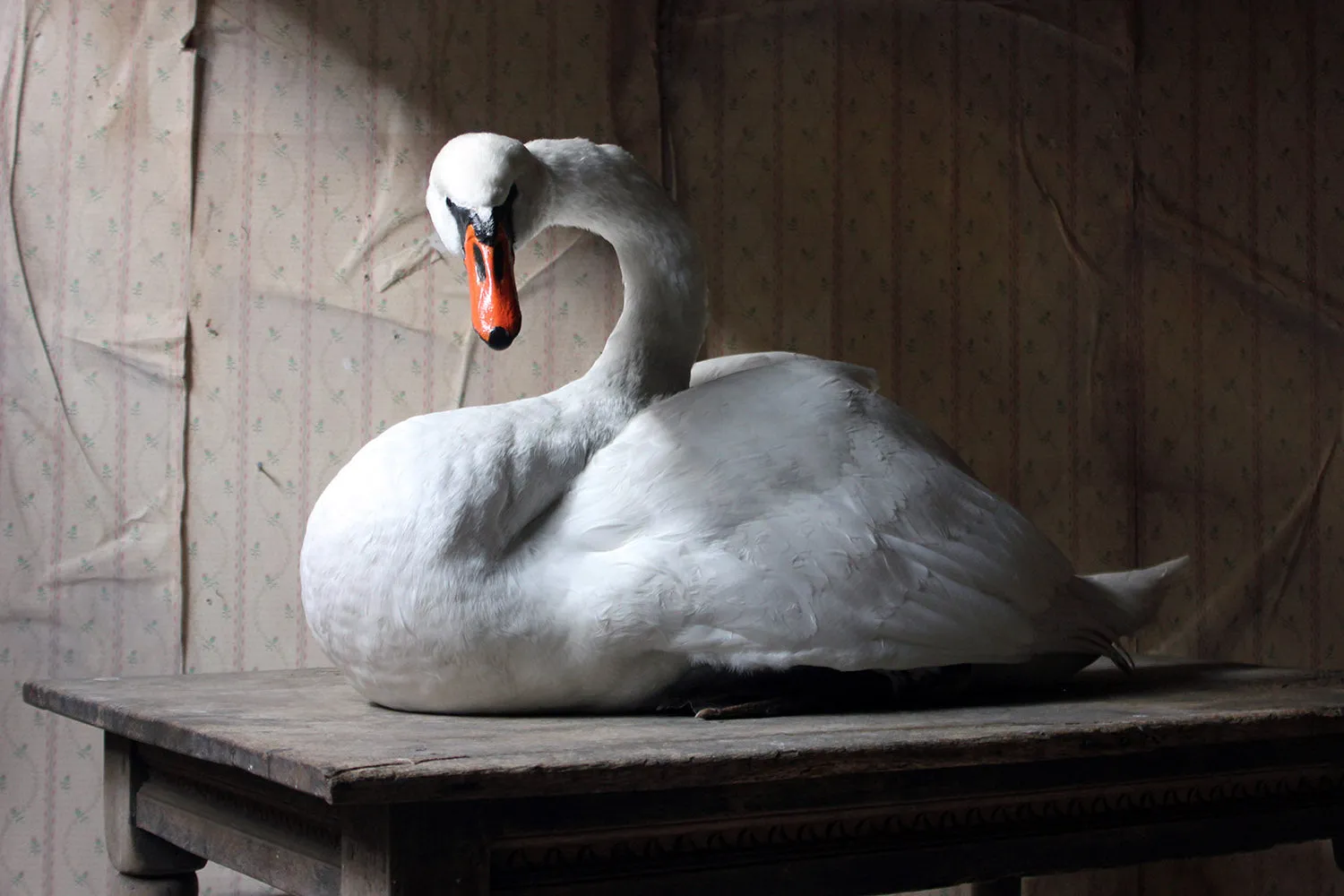 A Large Mature 20thC Taxidermy Mute Swan