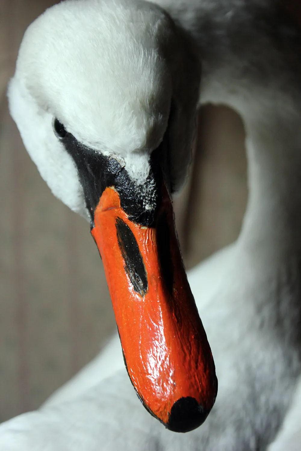 A Large Mature 20thC Taxidermy Mute Swan