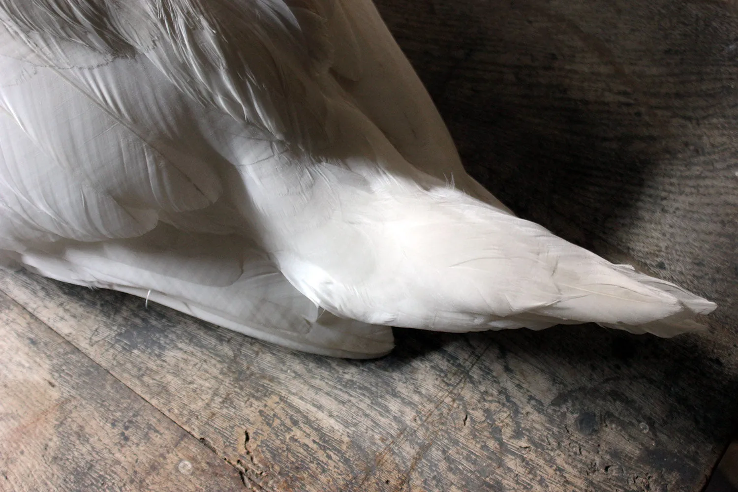 A Large Mature 20thC Taxidermy Mute Swan