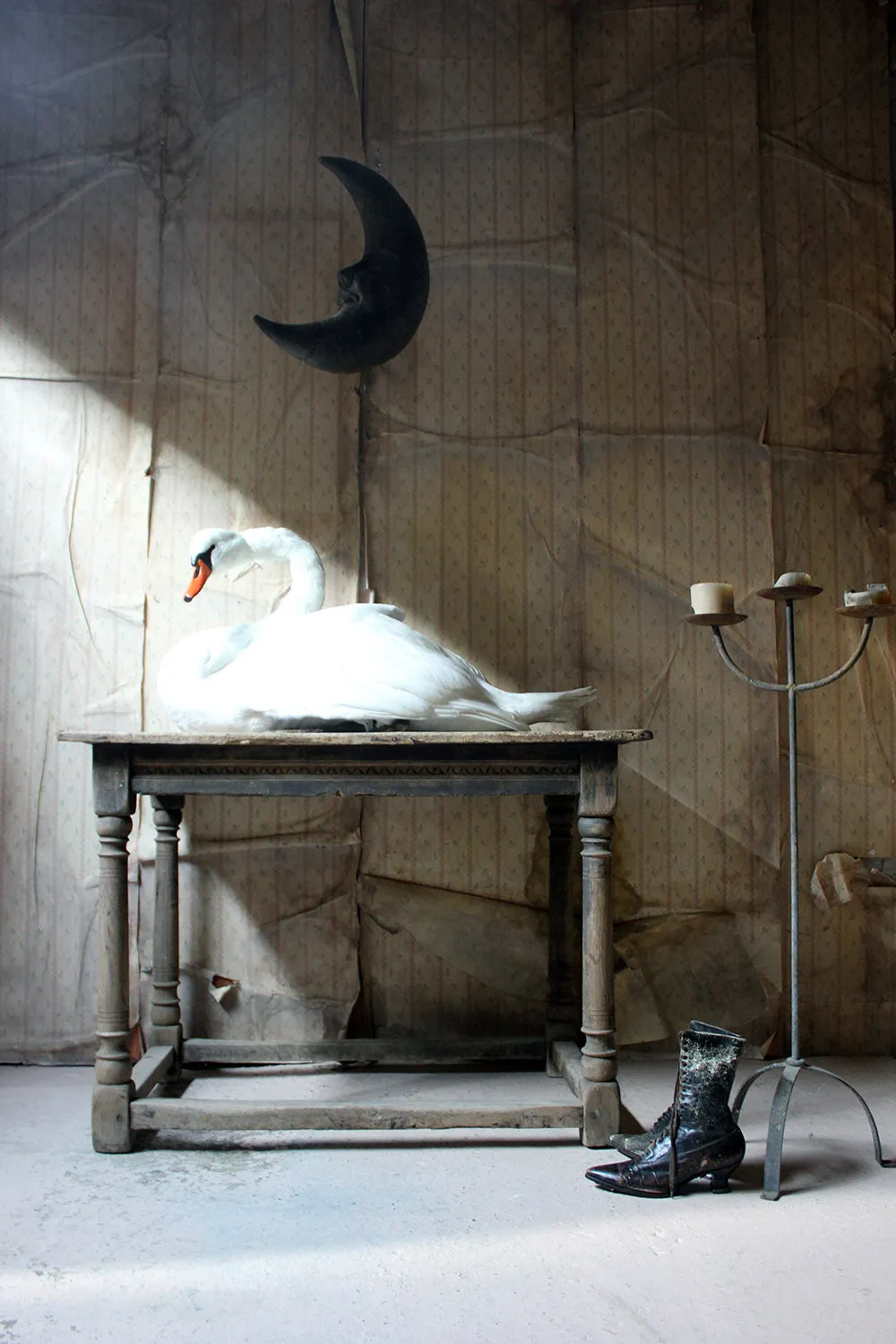 A Large Mature 20thC Taxidermy Mute Swan