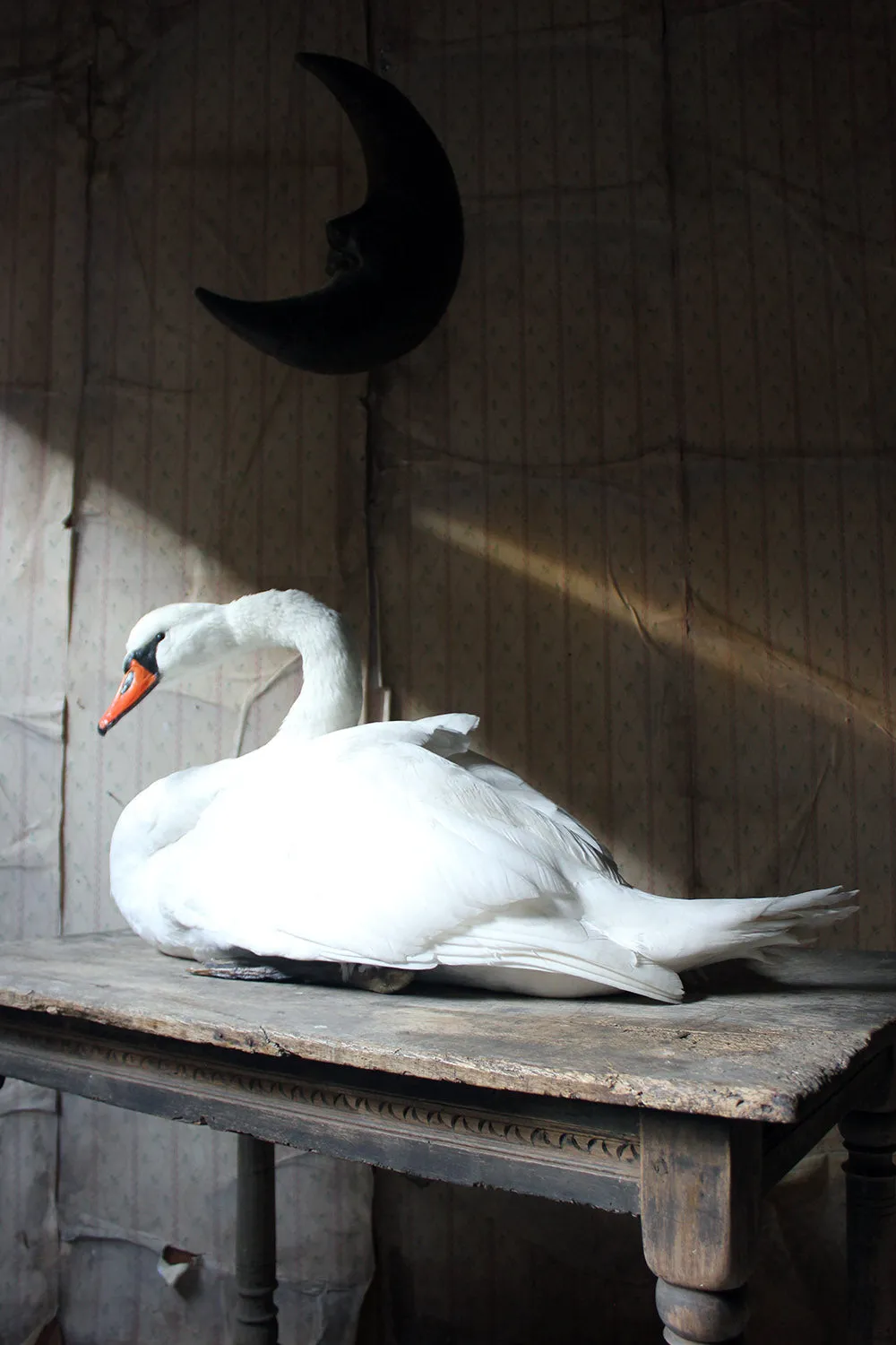 A Large Mature 20thC Taxidermy Mute Swan