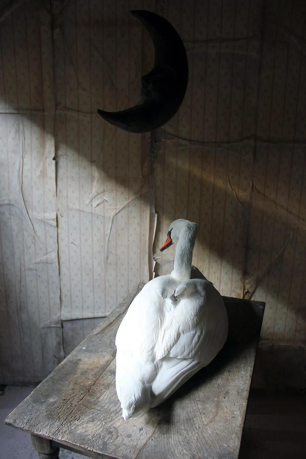 A Large Mature 20thC Taxidermy Mute Swan