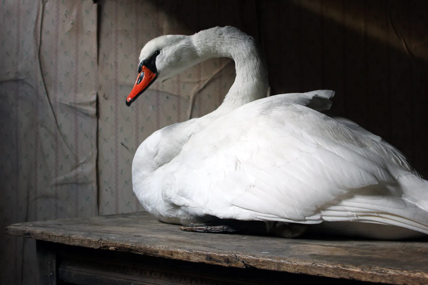 A Large Mature 20thC Taxidermy Mute Swan
