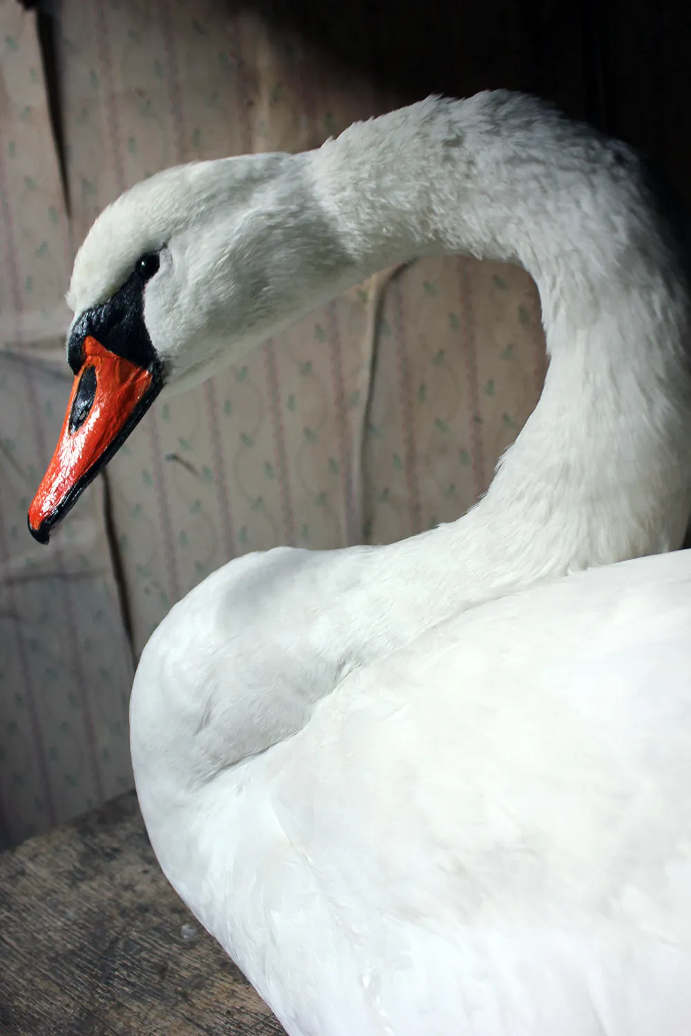 A Large Mature 20thC Taxidermy Mute Swan