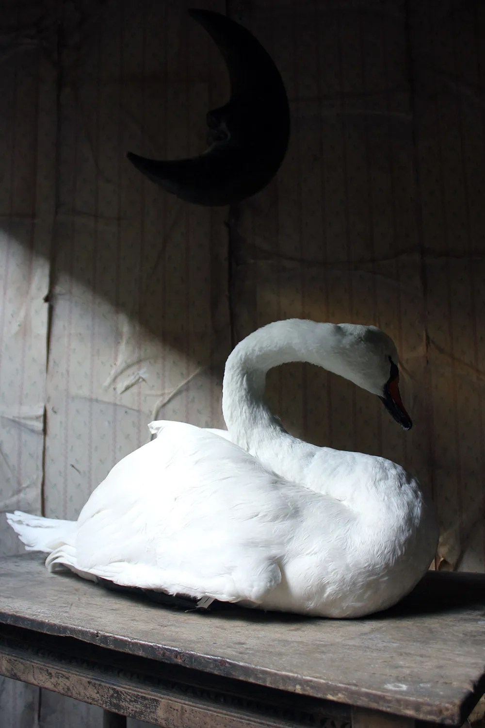 A Large Mature 20thC Taxidermy Mute Swan