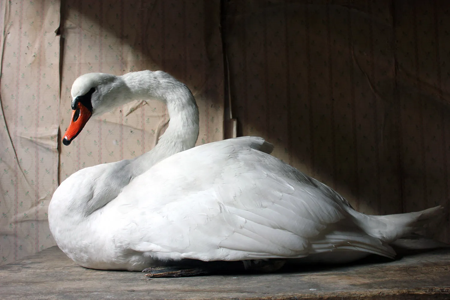 A Large Mature 20thC Taxidermy Mute Swan